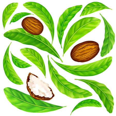 Shea nuts with leaves in vector pattern. Vector seamless pattern of shea nuts with shea butter and green leaves isolated on a white.のイラスト素材