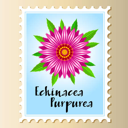 Echinacea purpurea vector flower on a postage stamp.のイラスト素材