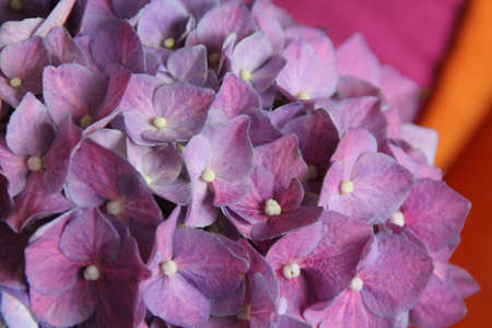hydrangeaの写真素材