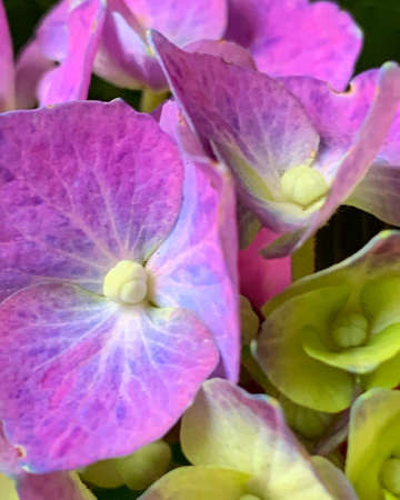 Pink hydrangeaの写真素材