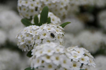 a black worm on the white flowers of a blooming bush