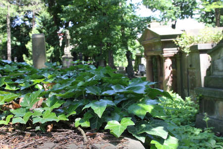 climbing plant on a tomb, in a cemetery with old graves, overgrown vegetation and treesの写真素材
