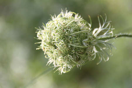 green, wild, field plant