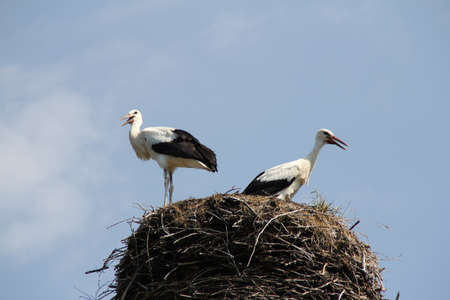 two storks standing on their nest made of many collected sticksの写真素材