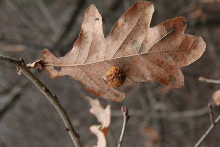 dry leaf in the forest, leaf with dried seed, autumn in the forest, autumn landscape in natureの写真素材