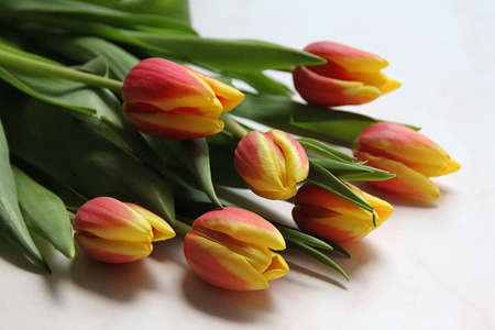 tulip bouquet, red and yellow tulips, cut flowers, spring tulip bouquet, beautiful plants, green...