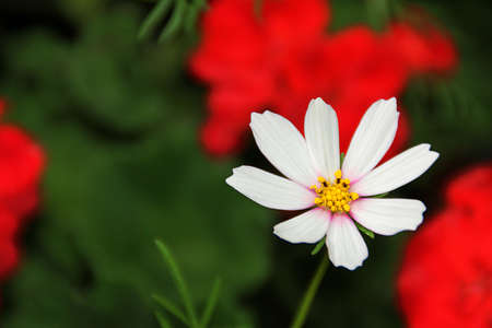 flower with white petals on a green background, flowering plant, yellow pollenの写真素材