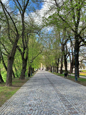 path in the park, street made of stones, avenue in the city between trees, walkway among trees with...