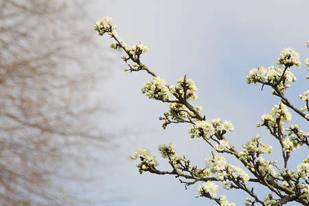 a branch of a blossoming apple tree against the sky, a flowering tree, a twig against a light...