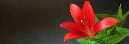 red lily, large flower with red petals, fragrant flower, pollenの写真素材