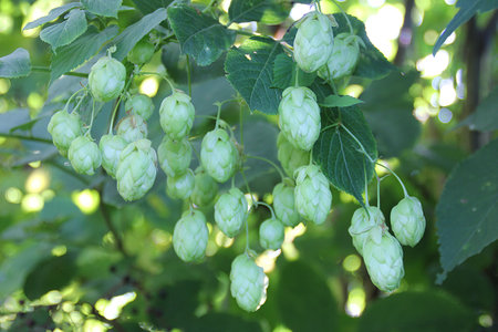 hop cones on the branches of a tree in the garden, close-up, hop