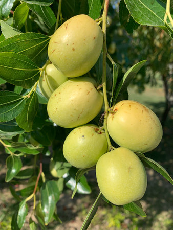 fruit ripening on the tree, jujube, fruit of Chinese dates, small fruit on the tree, fruit turning brown on the branchesの写真素材