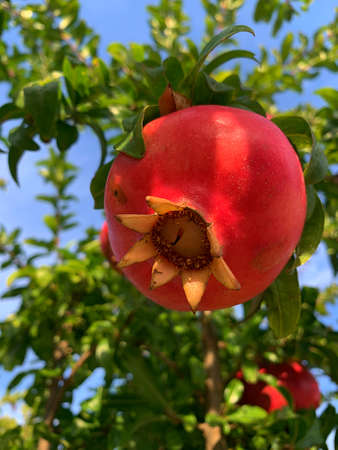 fresh pomegranate, pomegranate on the tree, juicy pomegranate, green leaves, red fruit peel, healthy...