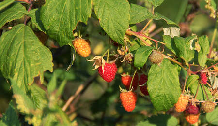 fruit bush, ripening raspberry fruits on twigs, red raspberry fruits, summer fruit bushes