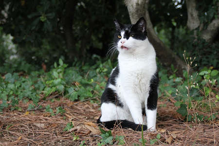 black and white cat sitting in green, majestic domestic cat, animal sitting on dry grass and among ivy, cat in the park, fur animal, cat with one eye closedの写真素材