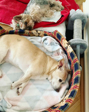 two dogs lying in their lairs, pets in their places, lying yorkshire terrier, bright little dog,...