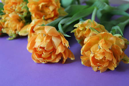 orange-yellow tulips, jagged-edged tulips, cut flowers, blooming flowers, spring plants, purple backgroundの写真素材