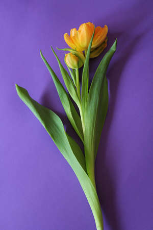 orange-yellow tulips, jagged-edged tulips, cut flowers, blooming flowers, spring plants, purple...