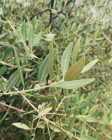 Olive tree branch with green leaves, olive tree, silver leaves of the olive tree, Mediterranean tree, leaves, tree, plant from warm countries, dense thicketsの写真素材
