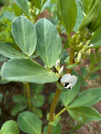 flowering broad bean plant, white broad bean flowers, blooming broad bean, plants in the garden, broad bean bushの写真素材