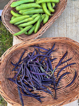 harvest from the plot, vegetables from the garden, purple green beans, young broad beans, summer harvest from the garden, vegetables in wicker baskets, healthy foodの写真素材