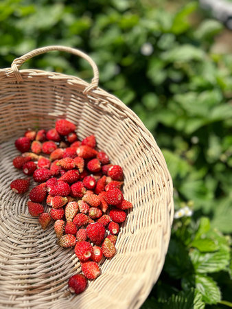 basket with freshly picked wild strawberries, red wild strawberries, summer fruits, harvest on the...