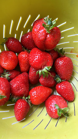 strawberry patch, home garden, strawberry seedlings on the plot, red strawberry fruitの写真素材