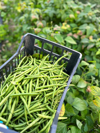picking beans on the plot, green string beans, vegetables in the garden, summer vegetables, box with...