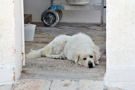 big white dog resting by the house, large dog, pet, dog at the gate of the houseの写真素材