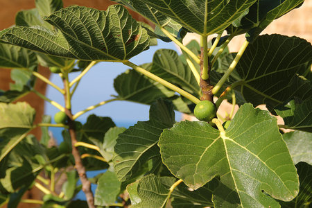fig fruit, fig on the tree, fig tree, large leaves of the treeの写真素材
