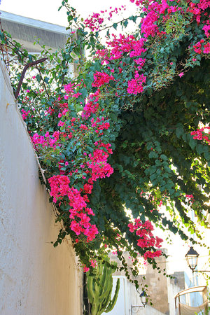 pink bougainvillea, overgrown flowering bush, mediterranean plant, bougainvillea in a narrow city streetの写真素材