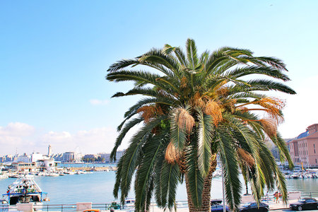 large palm tree against the background of the bay, Bari coast, palm tree with yellow fruits, on the seafront in the city of Bariの写真素材