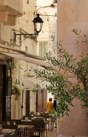 street with restaurant tables, narrow street with a restaurant, olive tree, olive tree branch on the background of the street, Italian townの写真素材
