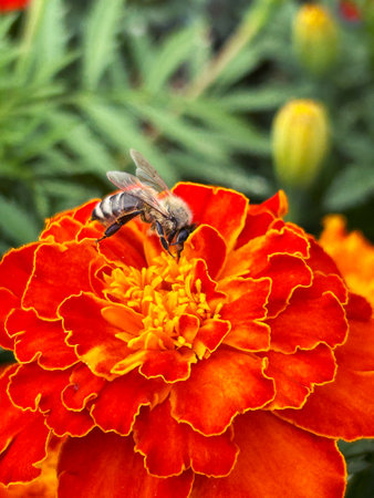 Bee on orange marigold flower. Shallow depth of field.の写真素材