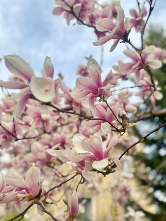 Beautiful magnolia flowers in spring time. Magnolia tree blossom, pink magnolia flowers, blooming...