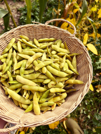 soybeans harvested in the garden, edamame beans, soybean harvest in the garden, basket of soybeans...