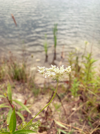 Wildflowers on the shore of the lake. Selective focus, wild carrot, wild plant, blooming plant in the field, white wild flowerの写真素材