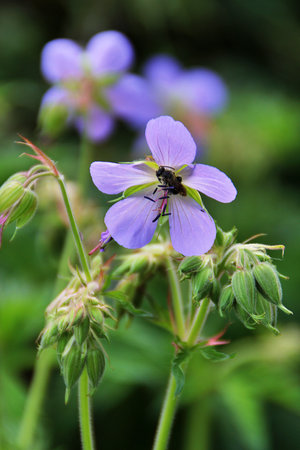 flower with purple petals, bee sitting on a flower, wild flowers, flower in the meadow