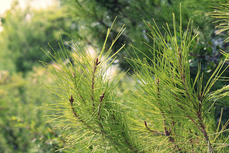 coniferous tree, coniferous branch, green needles