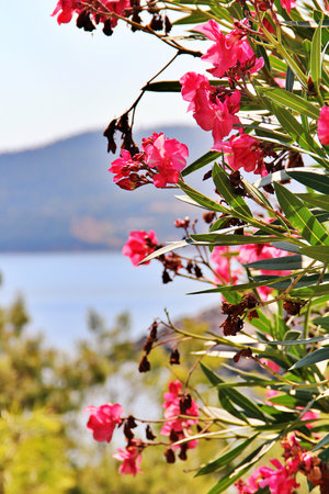 pink oleander, sea view with oleander, oleander flowers, fresh and dried flowersの写真素材