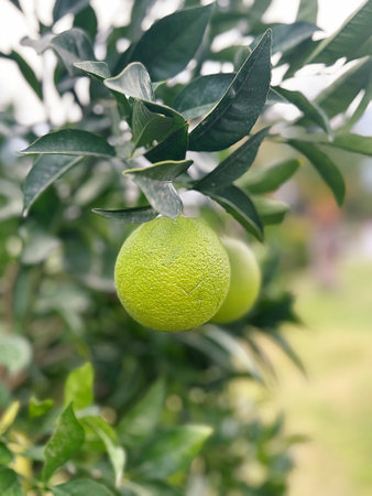 lime on the tree, green lemon on the tree, lime on the branch, citrus on the treeの写真素材