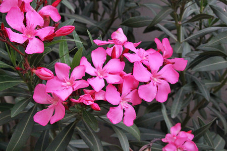 pink oleander, flowering mediterranean bush, pink flowers