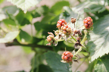 blackberry fruits ripening on a branch, fruits on a plant in the garden, ripening in summer