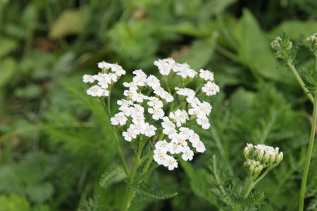 small white flowers, meadow flowers, yarrow