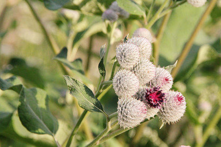 burdock, clinging turnip-like flowers, meadow plant