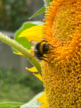 Bumblebee collecting pollen from a sunflower in the garden.