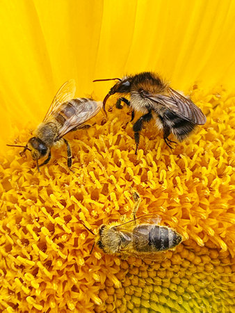Bumblebee collecting pollen from a sunflower, close-up