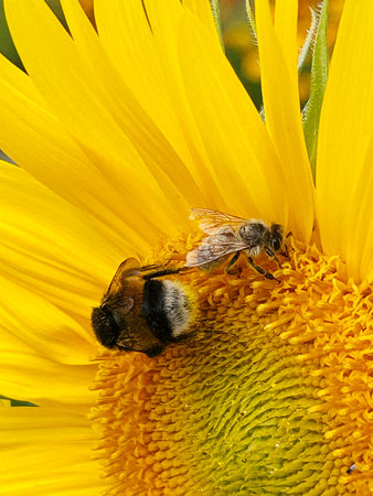 Two bees on a sunflower. Macro. Shallow depth of field.