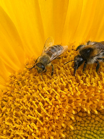 Bee on a sunflower. Macro photo of bee on sunflower