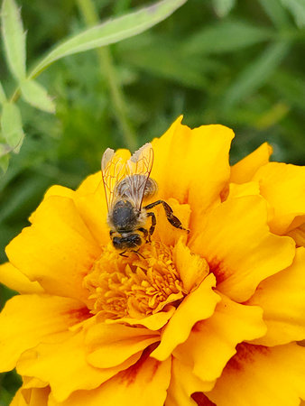 Bee on a yellow marigold flower, close-up.